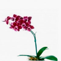 Míni Orquídea